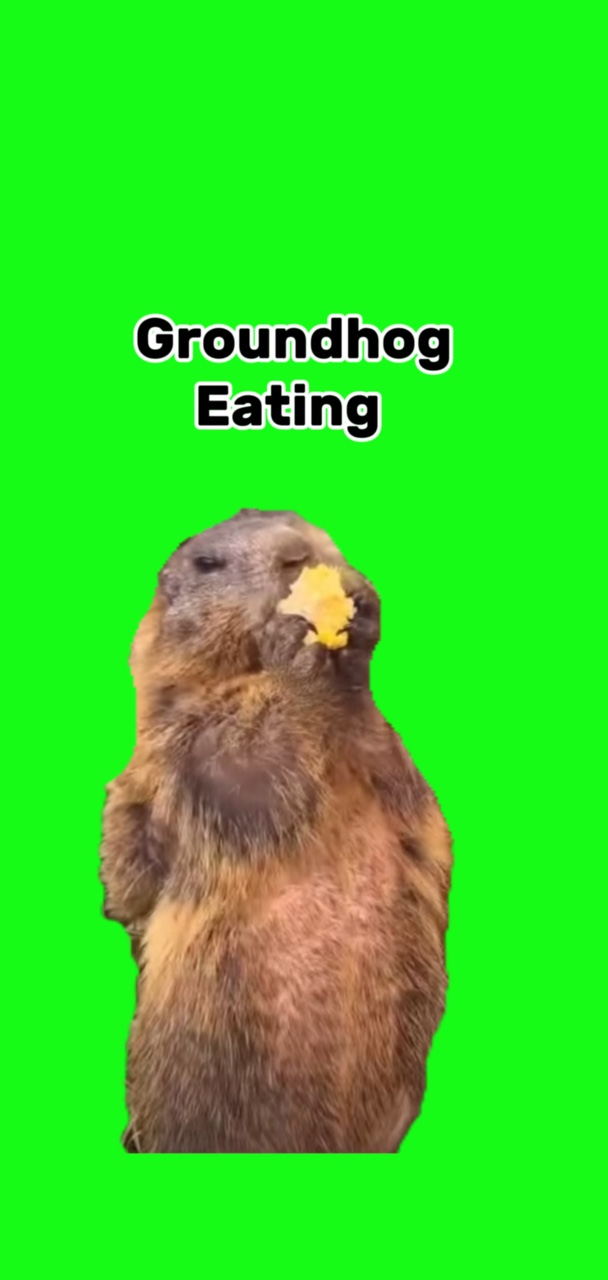 Marmota comiendo 