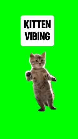 KITTEN VIBING
