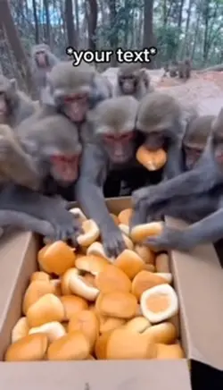 Monkey meme