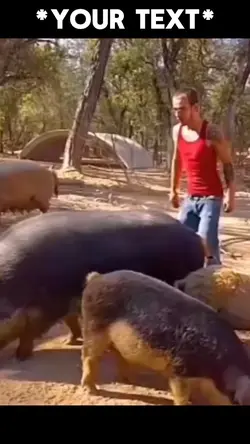 Pig meme