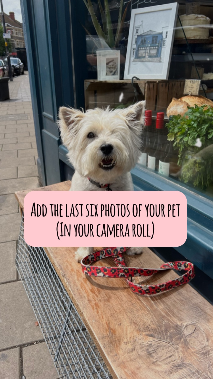 Pet photos