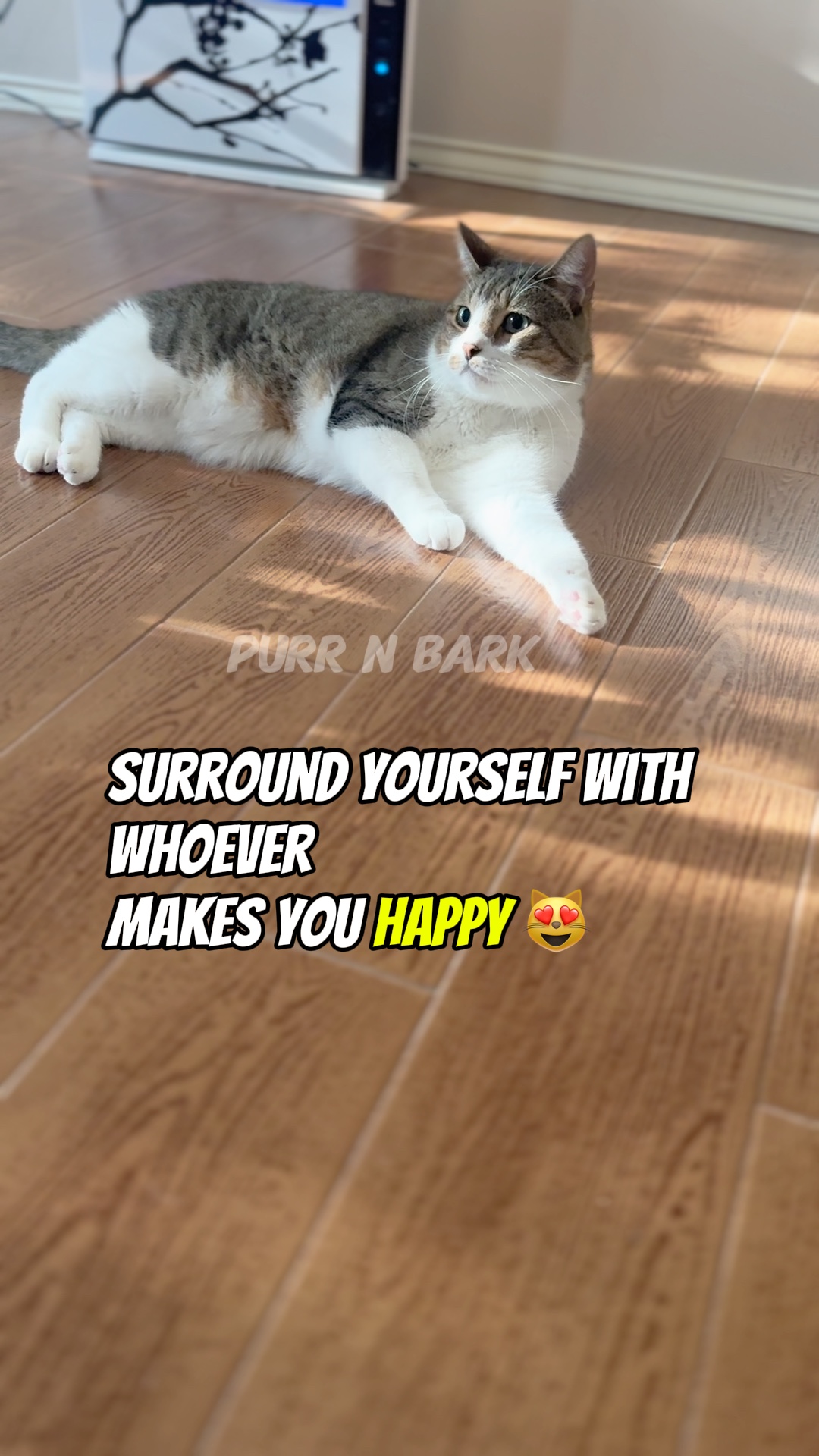 Cat’s life lesson