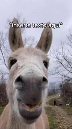 Burro comiendo