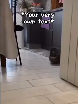 Cat walking meme