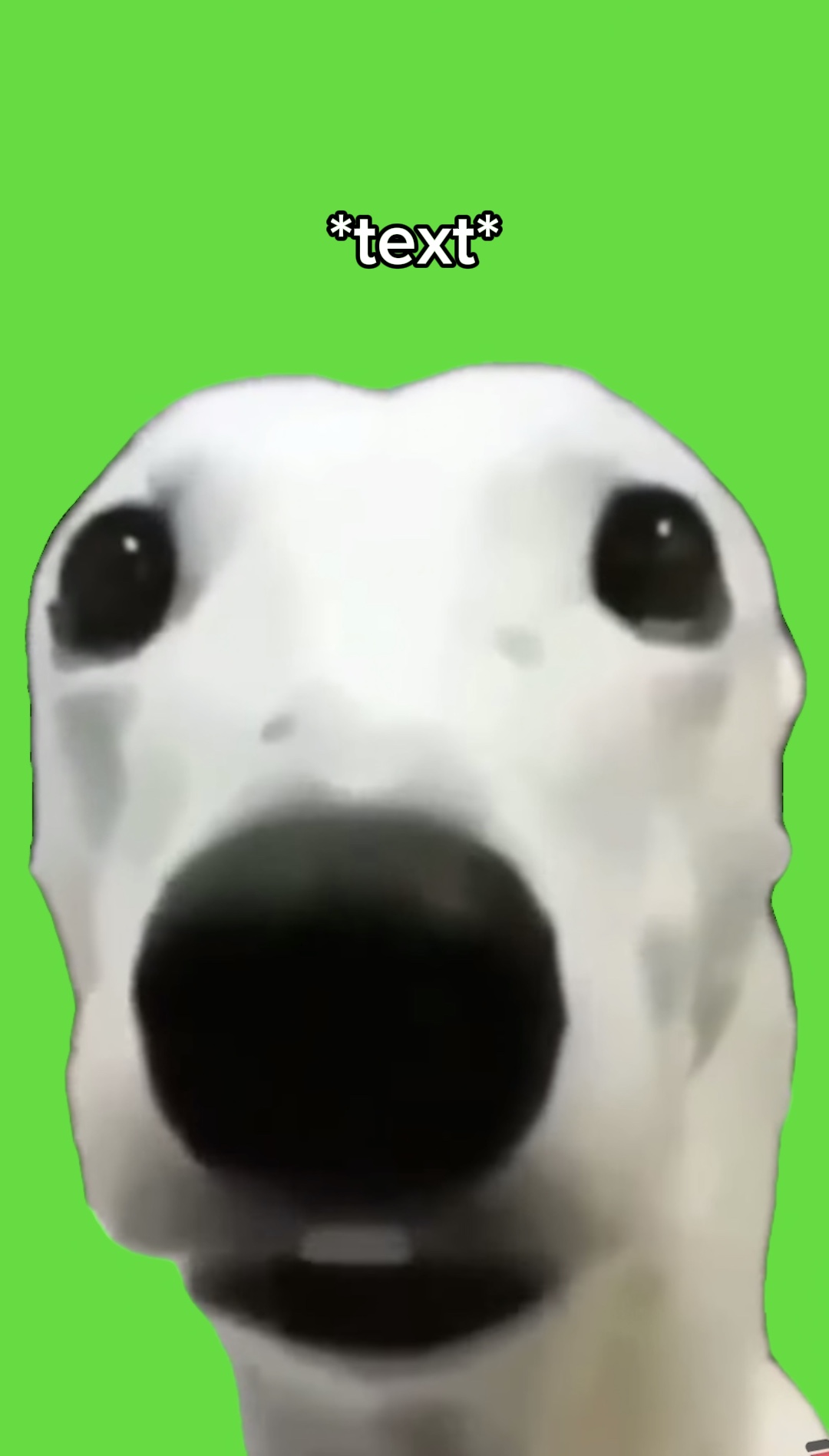 Chien frissonnant
