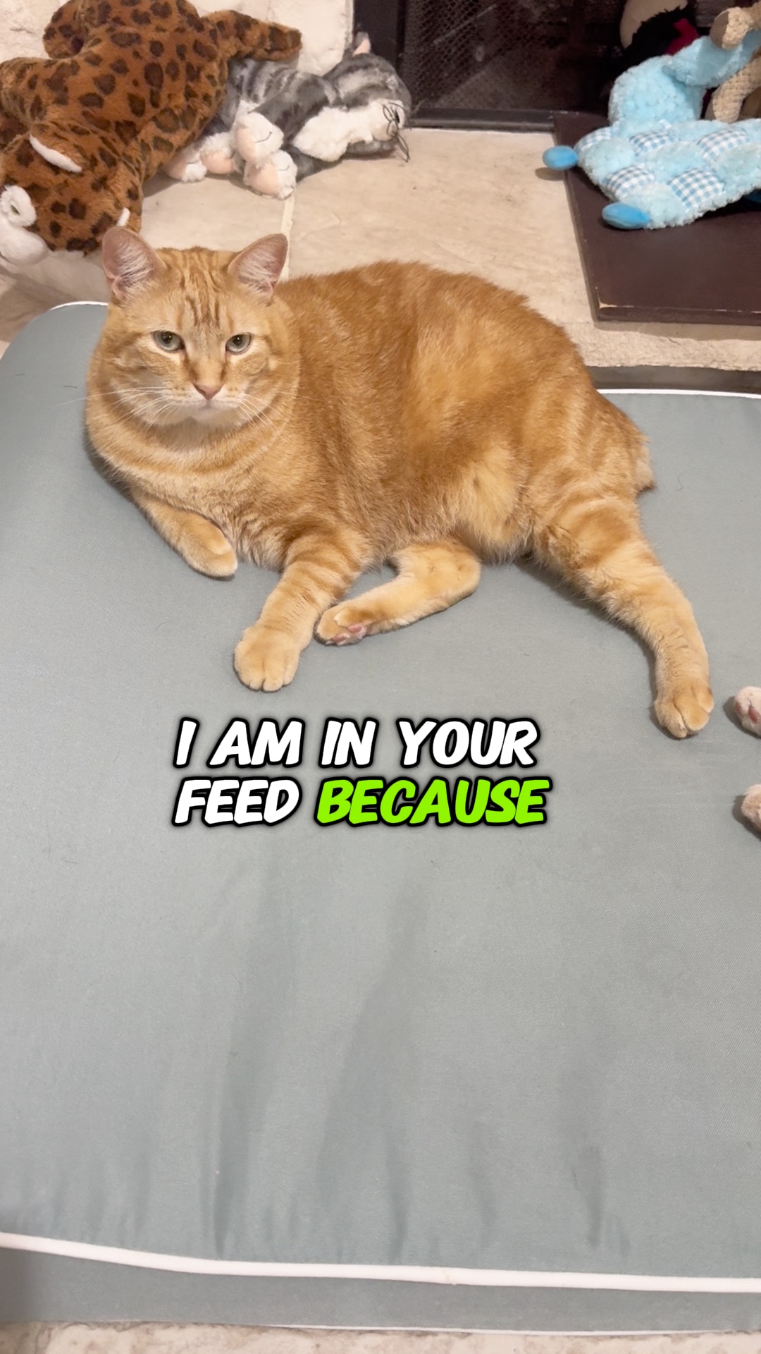 Amoureux des chats 