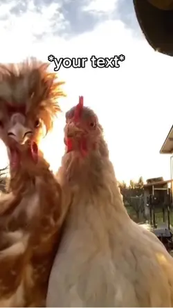 Chickens boppin