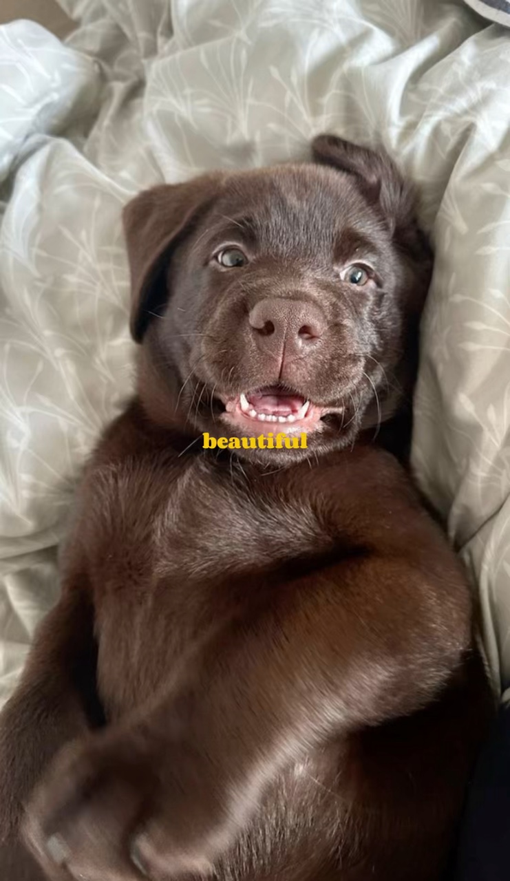 beau garçon 🐶