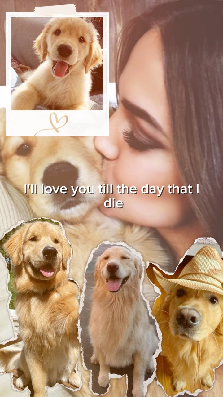 Pet wallpaper