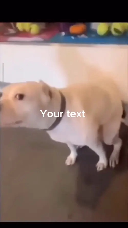 Girando Doggo