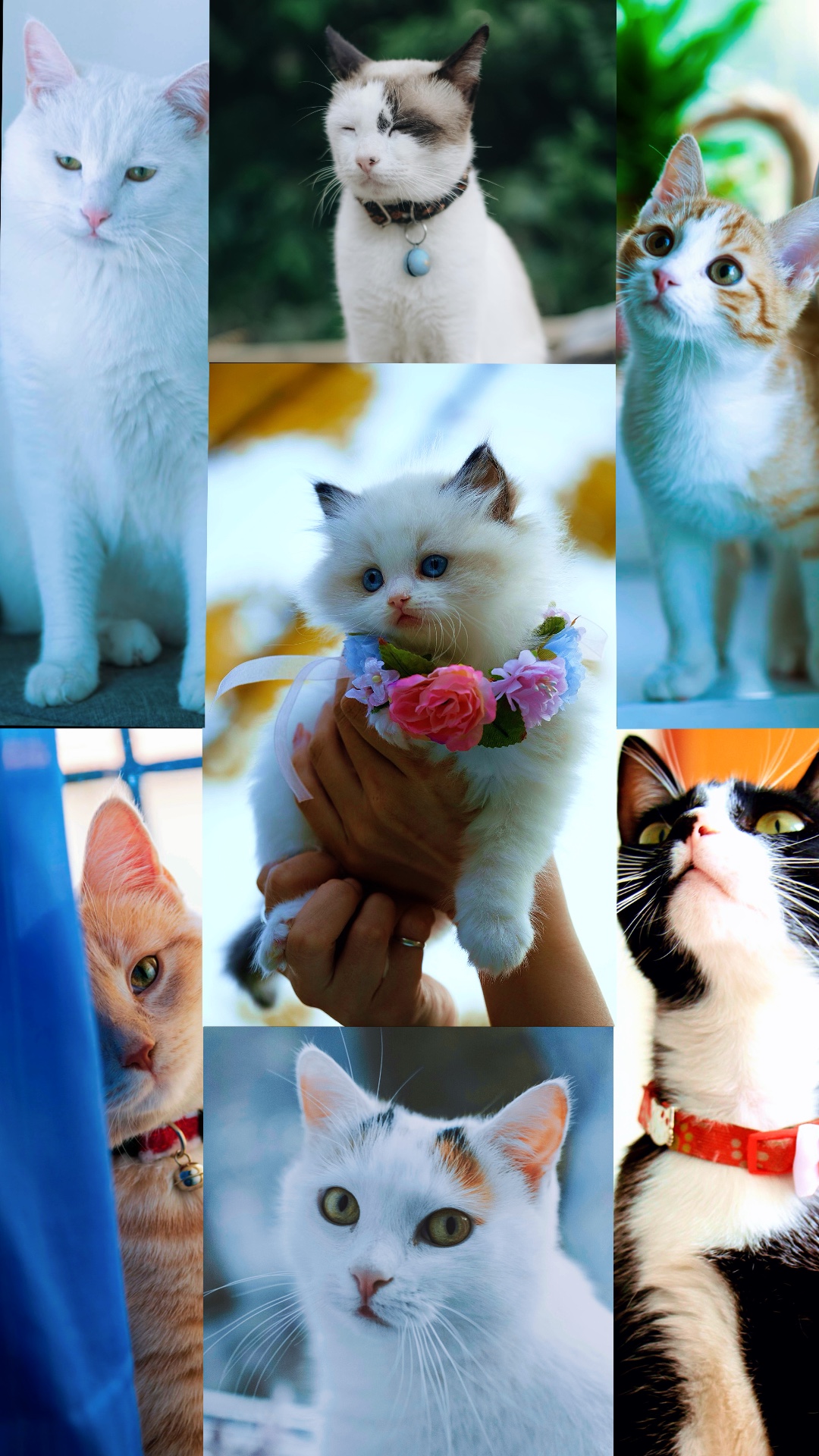 Tendencia de gatos
