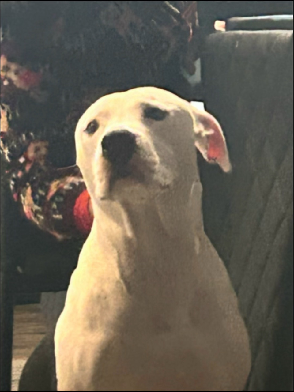 MI PERRITO