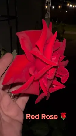 Red Rose