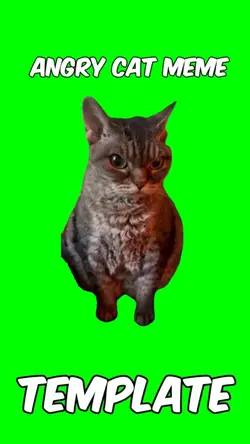 Angry cat meme 