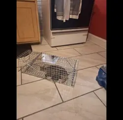 Intruder 