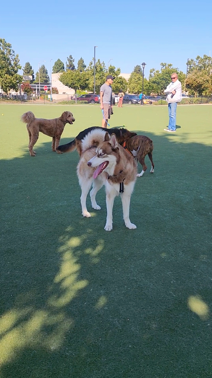 Köpek Parkı 