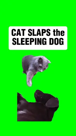 CAT SLAPS