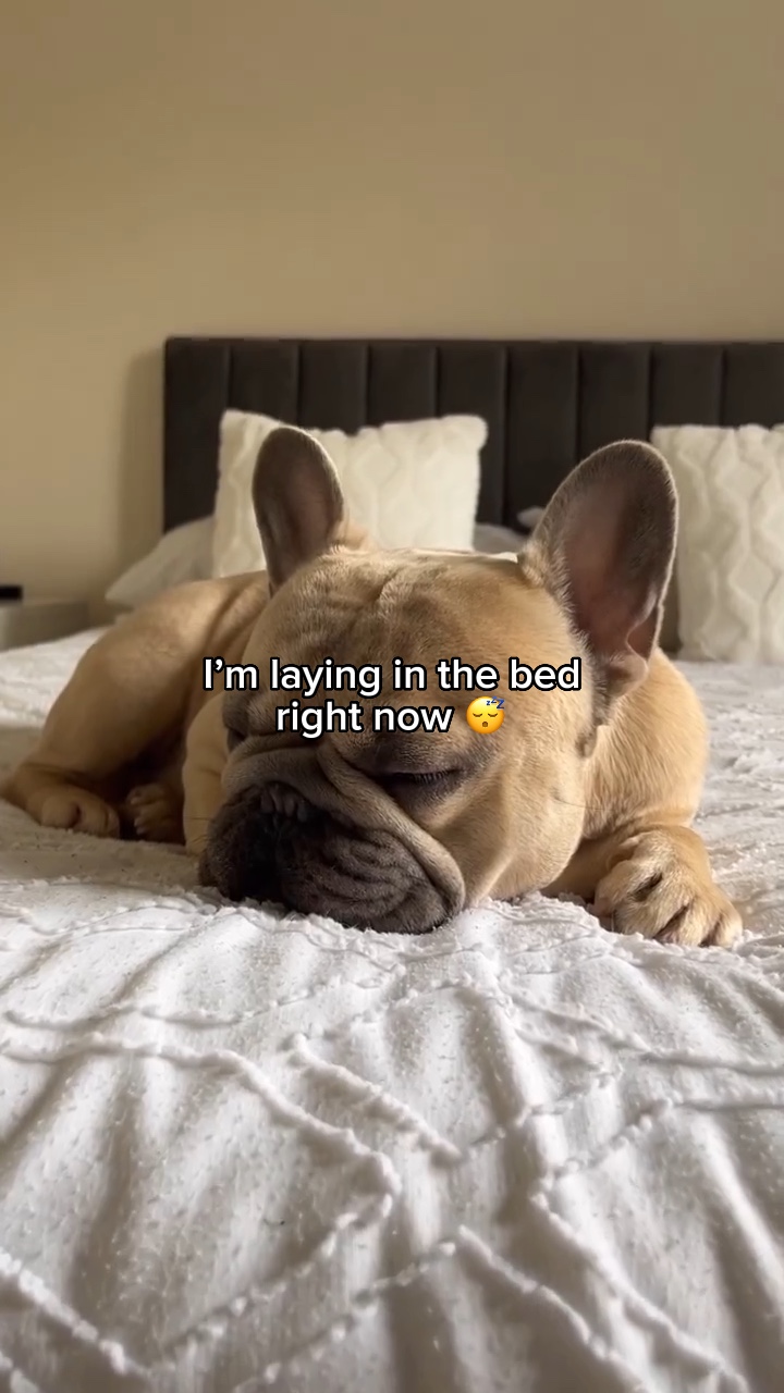 Pet sound