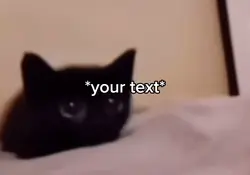 Cat boom