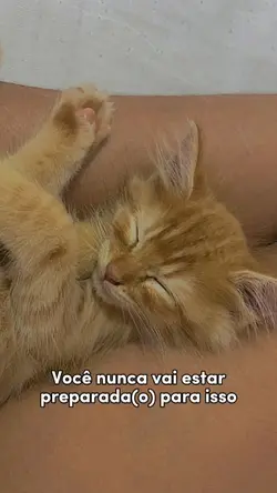 Dia do animal 