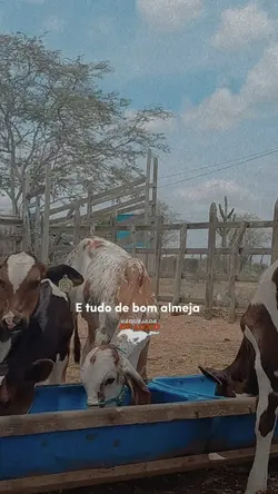 Vaquejada De Luxo
