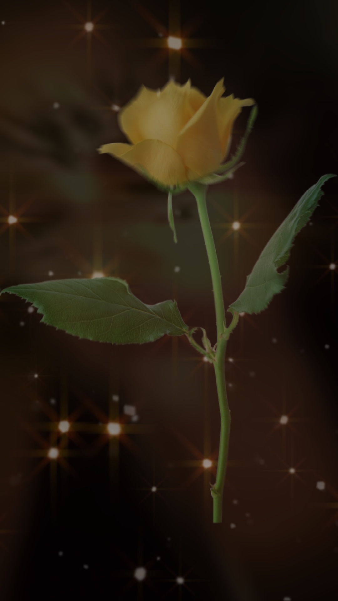 Rose 🌹 
