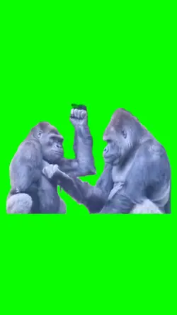 Flirting gorillas