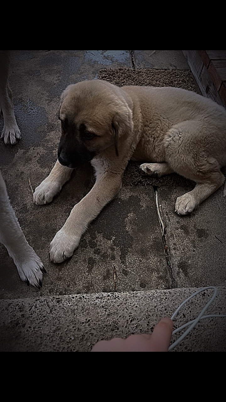 Chiot à adulte