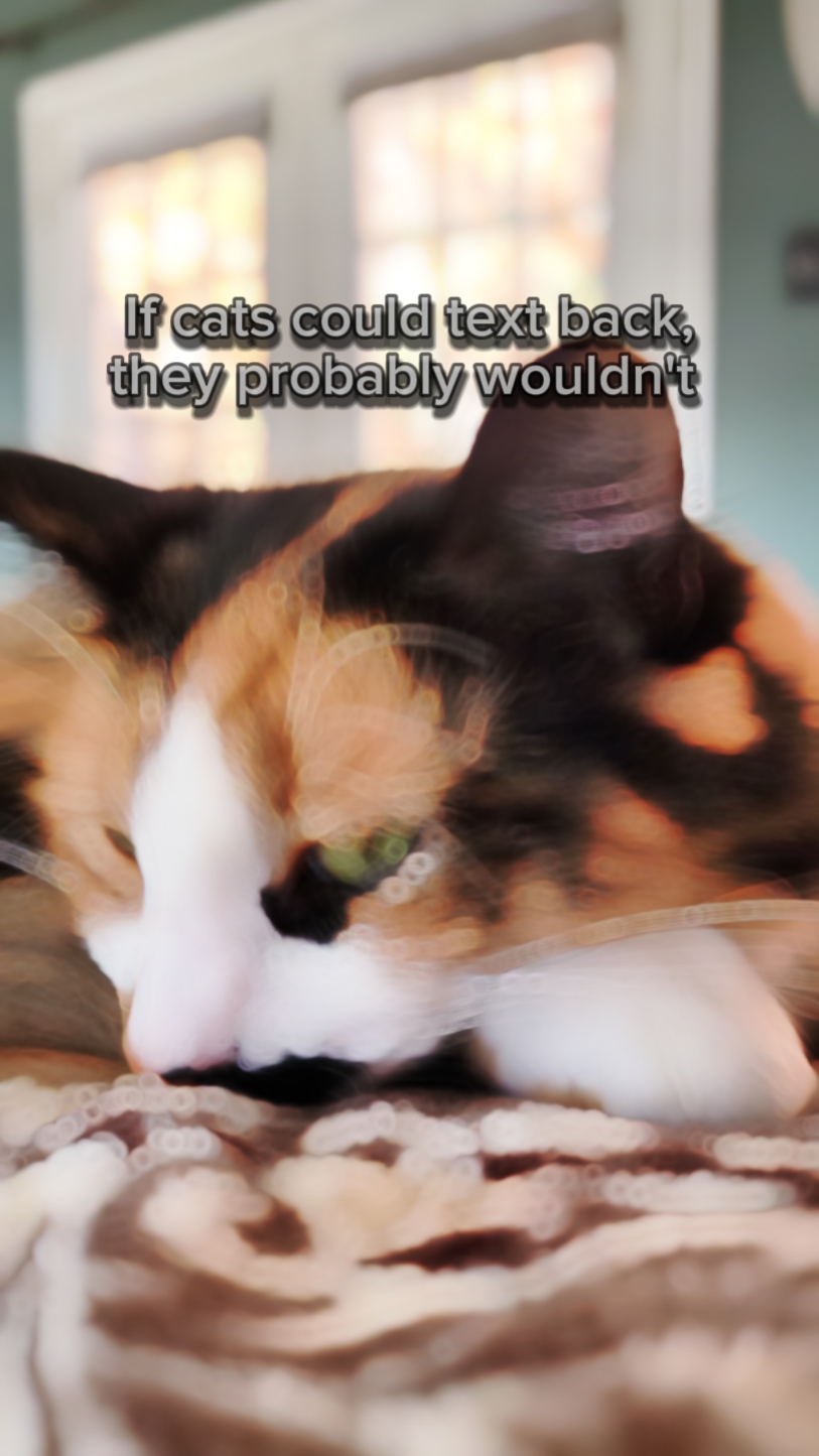 if cats could 