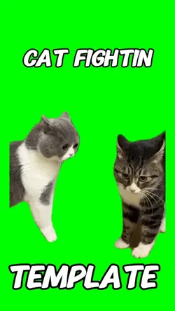 Cat Fighting Meme