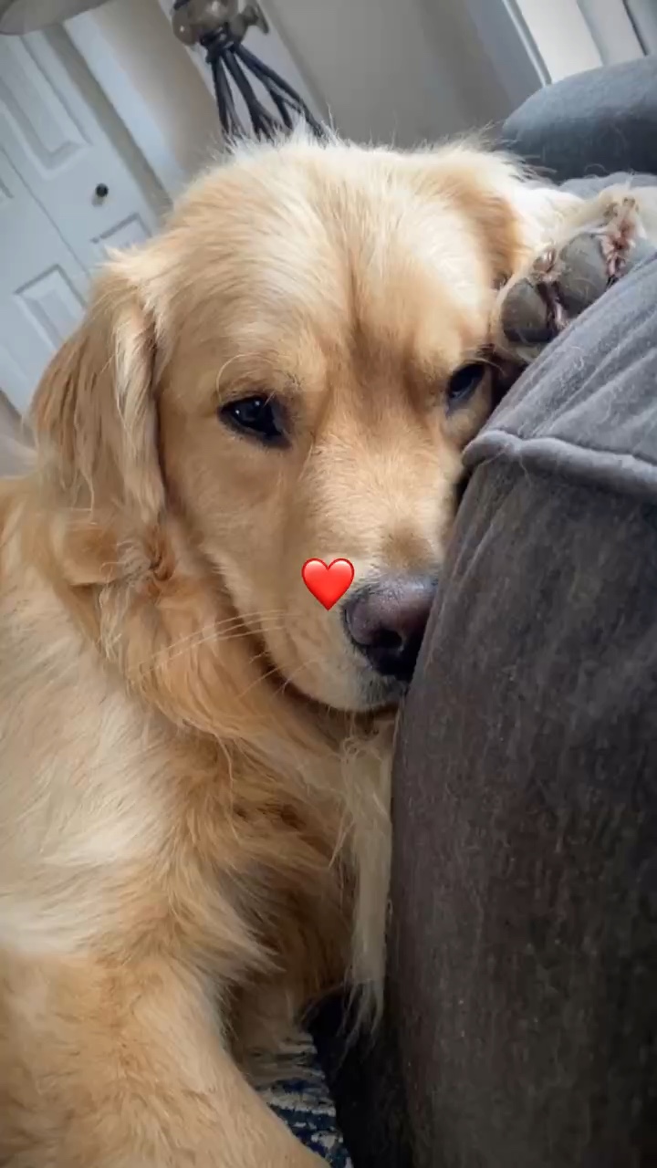 Cachorro De Dia 
