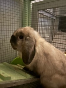 ¡Me encantan los conejitos! 