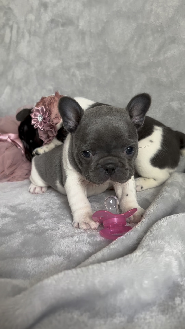 French Bulldogs 
