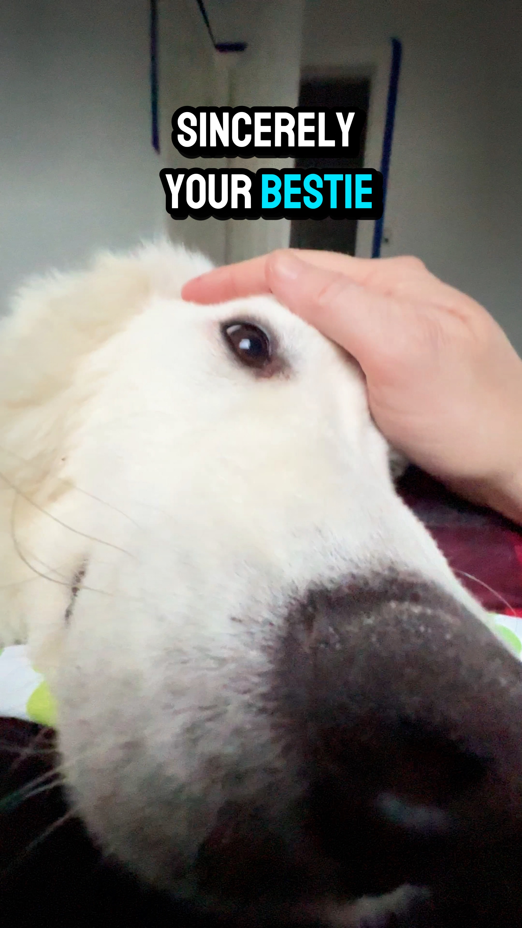 Sua melhor amiga 