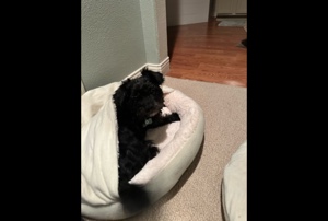 Mein Hund wächst auf 