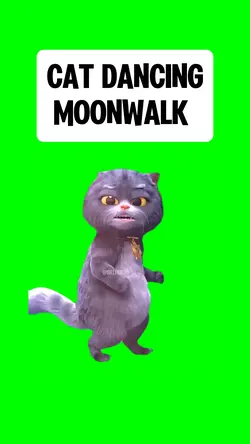 CAT DANCING