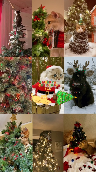 Cat Christmas 