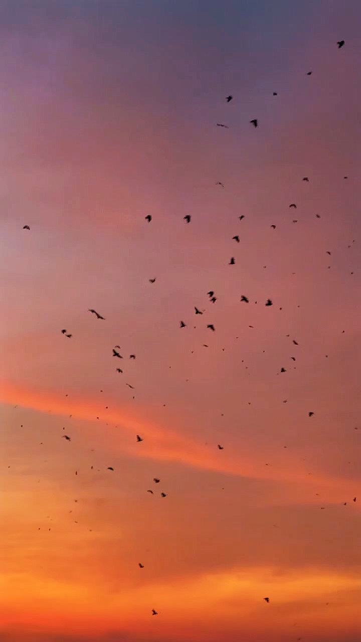 Beast slow motion 