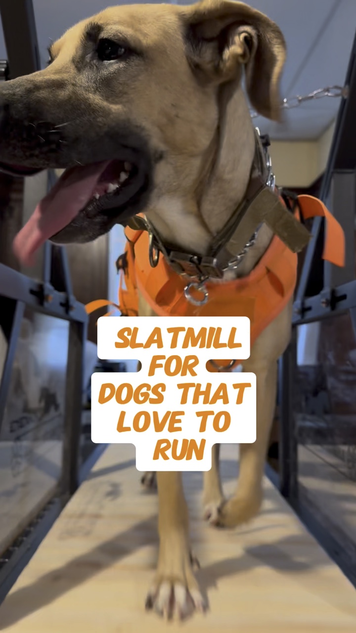 SLAMILL FÜR HUNDE