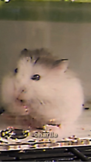 You gotta (hamsters)