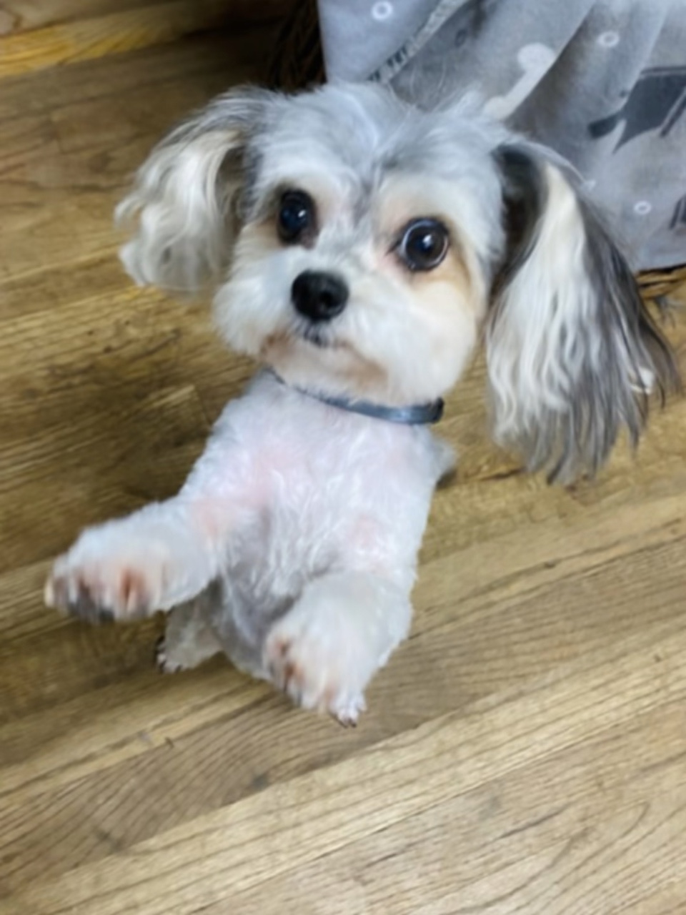 Dance Dog