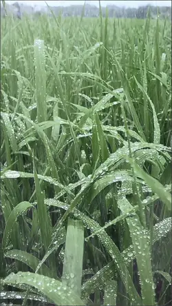 One-click rain