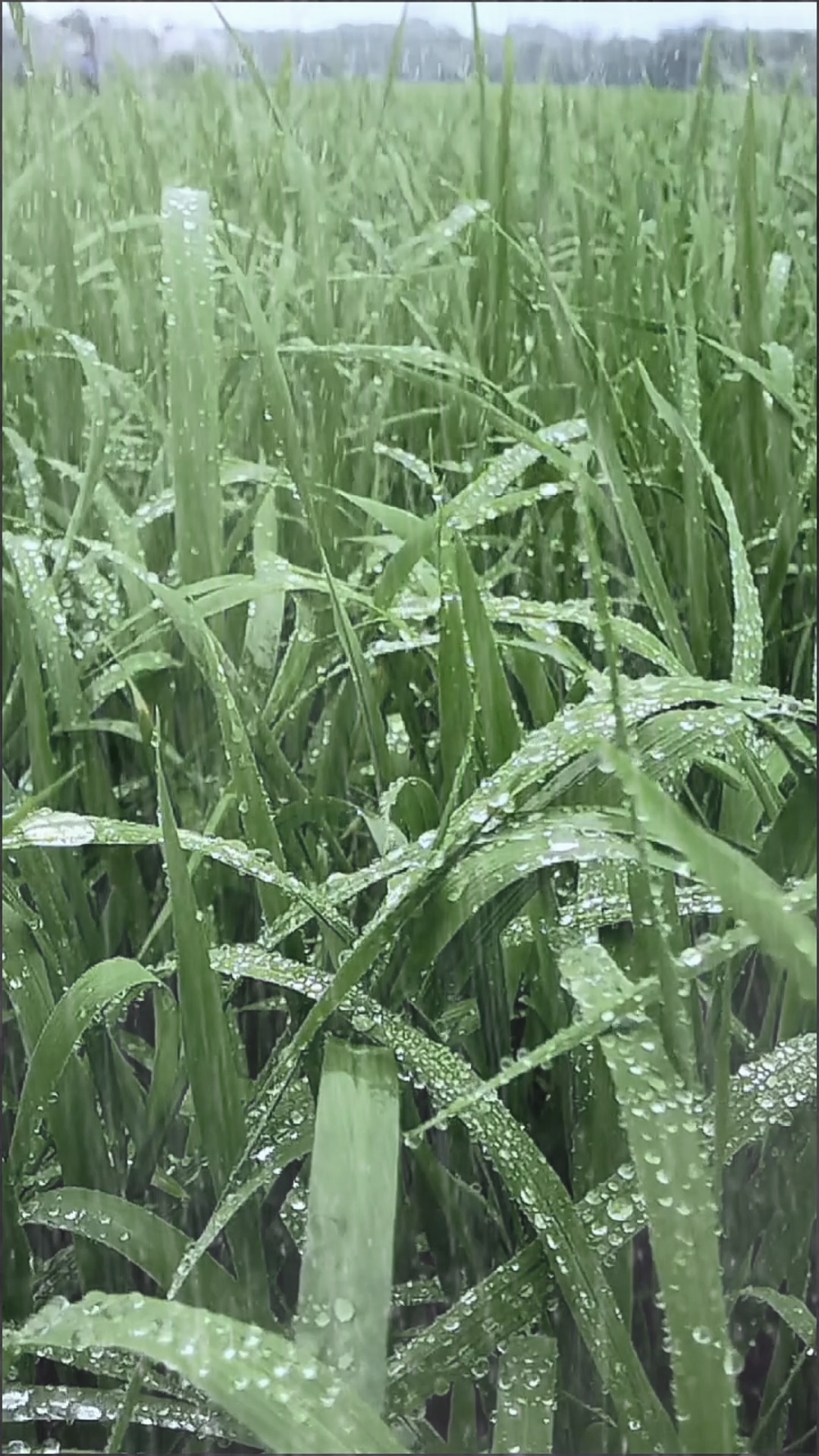 One-click rain