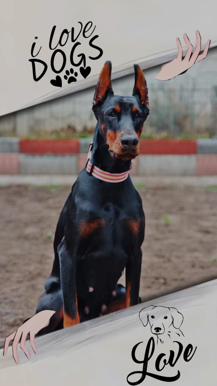 Yo❤️perros
