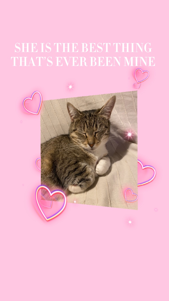 고양이 😻