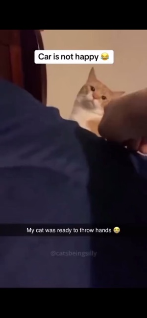 Memes de gatos