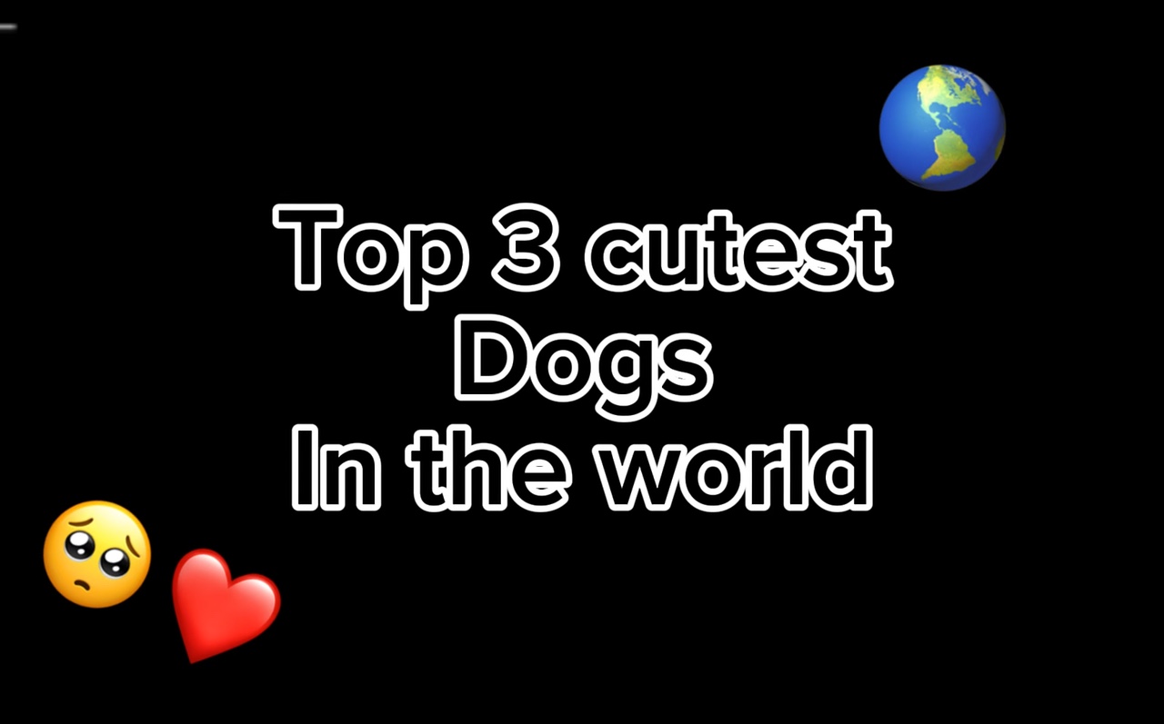 Los 3 mejores perros