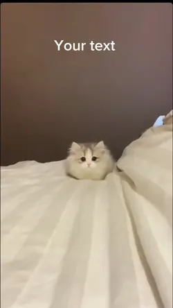 Death by meow meow