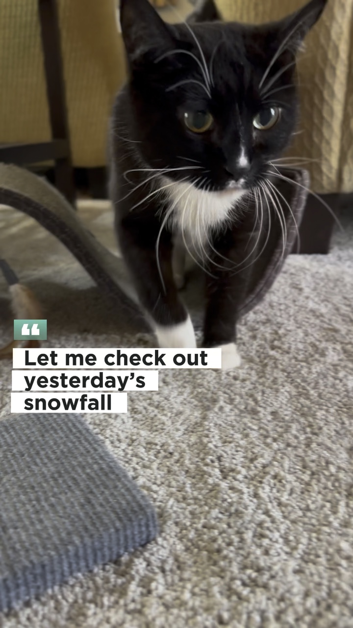 Day after Snowfall 