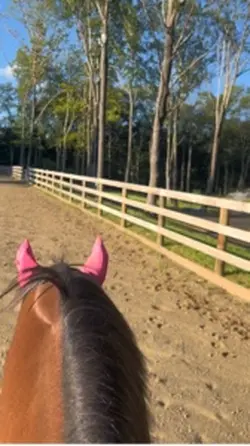 In my geldings head